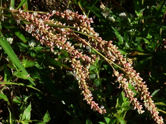 {Persicaria pensylvanica}
